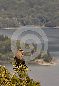 Chimango bird at Lake Nahuel Huapi  near Bariloche  Rio Negro  Argentina