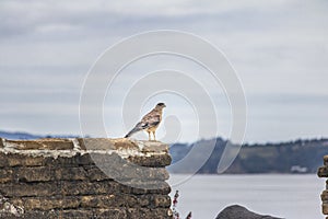 Chimango Caracara Bird at Battery of San Antonio Fort Ruins - Ancud, Chiloe Island, Chile