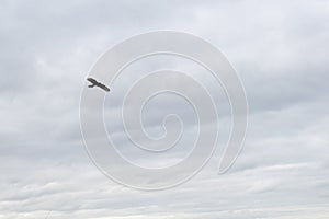 Chimango caracara flying under the blue sky