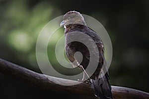 Chimango Caracara - Bird of Prey