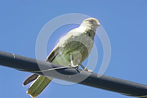 Chimango caracara perched on a cable