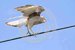 Chimango caracara perched on a cable