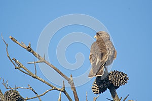 Chimango caracara perched on a pine tree