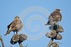 Chimango caracara perched on a pine tree