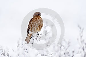 Chimango caracara, Phalcoboenus chimango, birds of prey in the na ture habitat. Bird in the winter condition with snow, cold