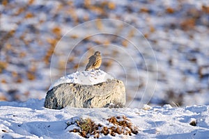 Chimango caracara, Phalcoboenus chimango, birds of prey sitting on the stone with stone. Wild chimango hawk in the nature habitat