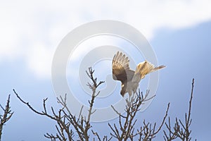 Chimango caracara on a tree under the blue sky
