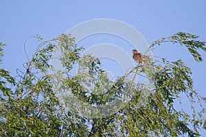 Chimango caracara on a green tree