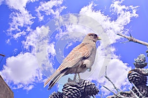 Chimango caracara under the blue sky
