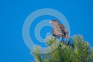 Chimango caracara under the blue sky