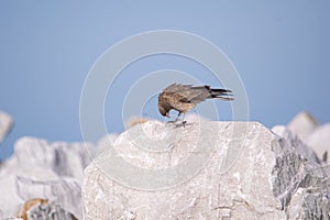 Chimango caracara on a white rock