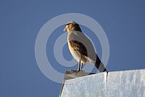 CHIMANGO CARCARA WATCHING ON A ROOF