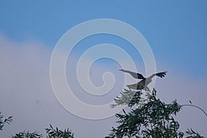 Chimango on a green tree