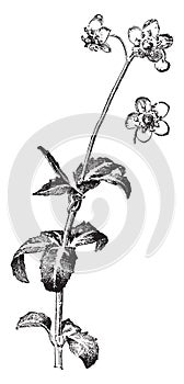 Chimaphila Maculata vintage illustration