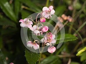 Chimaphila umbellata