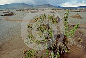 Chimborazo photo