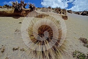 Chimborazo is a stratovolcano photo