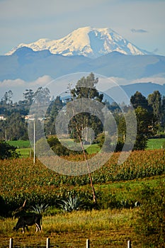 Chimborazo volcano, Ecuador