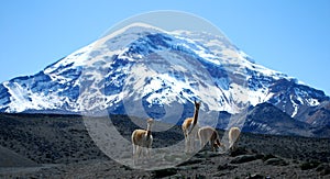 Chimborazo volcano