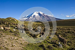 Chimborazo volcano and sheep