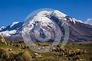 Chimborazo volcano and sheep