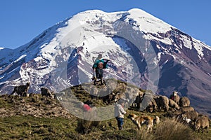 Chimborazo volcano and sheep
