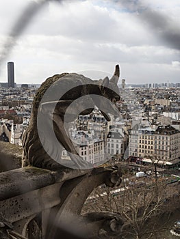 Chimera gargoyle mythical figure statue sculpture gothic architecture at Notre Dame cathedral church tower Paris France