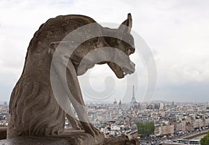 Chimera on Notre-Dame