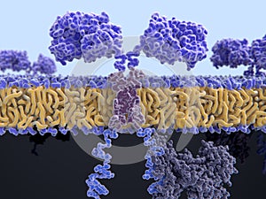 Chimeric antigen receptor CAR