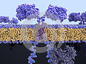 Chimeric antigen receptor CAR photo