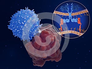 Chimeric antigen receptor CAR therapy: Engineered T-cell attacks a leukemia cell