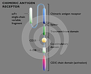 The chimeric antigen receptor T (CAR-T) cell therapy photo