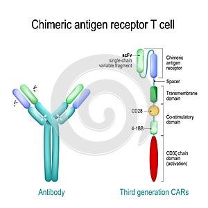 Chimeric antigen receptor T cell and Antibody molecule. IgE and CAR photo