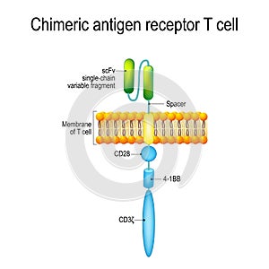 Chimeric antigen receptor T cell CAR photo