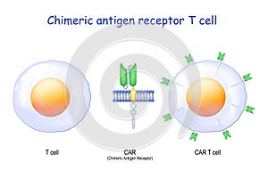 Chimeric antigen receptor T cells. CAR T cells photo