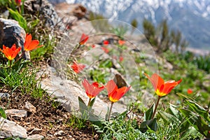 Chimgan mountains, Uzbekistan, amazing nature landscape with rocks, tulip flowers and blue sky, travel background