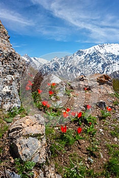 Chimgan mountains, Uzbekistan, amazing nature landscape with rocks, tulip flowers and blue sky, travel background