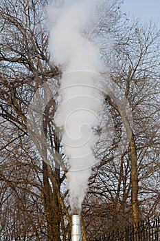 Chimney smoke over the trees