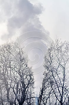 Chimney smoke over the trees