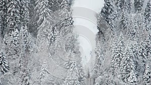 Chimney smoke winter snow woodland forest firs trees