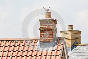 Chimney stack. Urban housing estate house roof tops with pigeon.
