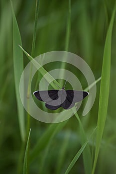 Chimney-sweeper-butterfly on a Blade of Grass