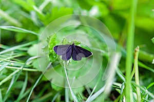 Chimney sweeper, Odezia atrata