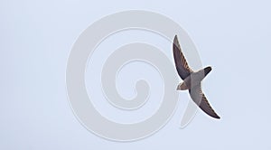 Chimney Swift against the blue sky