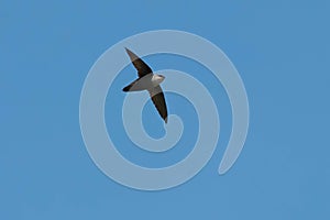 Chimney Swift - Chaetura pelagica