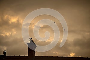 chimneys silhouettes and crow silhouettte on cloudy sky by sunset