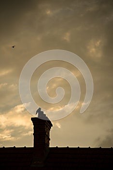 Chimneys silhouettes and crow silhouettte on cloudy sky by sunset