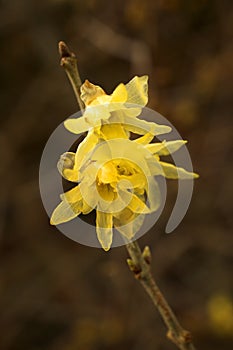 Chimonanthus Praecox