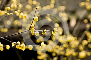 Chimonanthus praecox