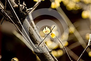 Chimonanthus praecox